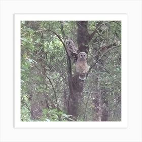 Barred Owls Art Print