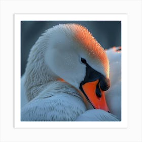 Beautiful Swan 8 Art Print