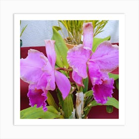 Orchids 40 Art Print