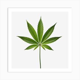 Marijuana Leaf Isolated On Black Background 2 Art Print