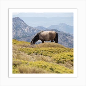 Wild Horse Sierra Nevada Art Print