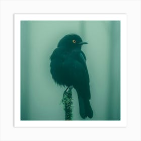 Black Bird In The Fog Art Print