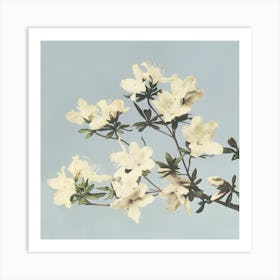 White Azalea Art Print