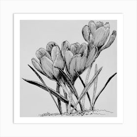 Crocuses Art Print