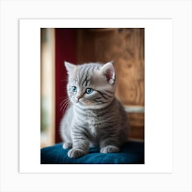 British Shorthair Kitten Art Print