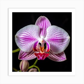 A Close Up Photo Of An Orchid’s Flower. Black background. Art Print