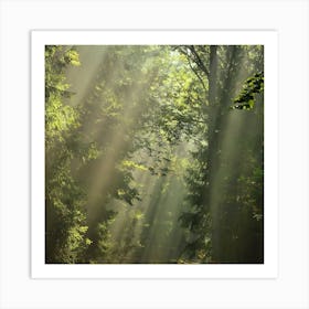 Sunbeams In The Forest 3 Art Print