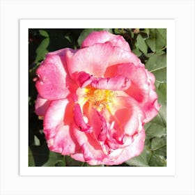 Pink Rose 2 Art Print