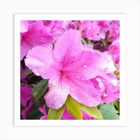 Pink Azaleas 15 Art Print