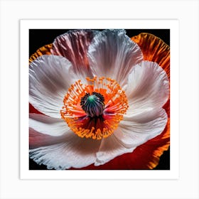 Ethereal poppy flower Art Print