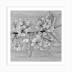 Cherry Blossoms Art Print