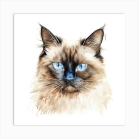 Longhair Siamese Cat Portrait 1 Art Print