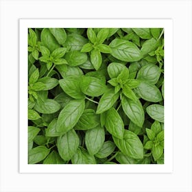 Green Basil Leaves Art Print