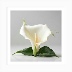 White Calla Lily 7 Art Print