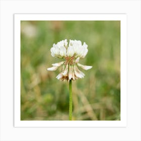 White Clover Closeup Art Print