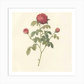 Roses On A Branch 2 Art Print