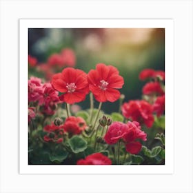 Red Geraniums Art Print