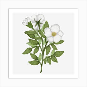 Rose family native wild rose Art Print