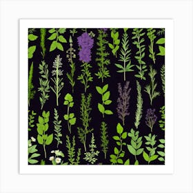 Herbs On A Black Background Art Print