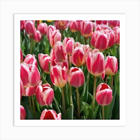 Pink Tulips Art Print