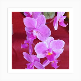 Orchids Stock Videos & Royalty-Free Footage Art Print