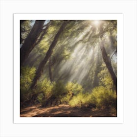 Sunbeams In The Forest Art Print