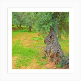 Olive Tree Square Art Print