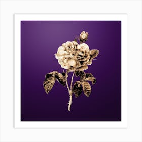 Gold Botanical Gallic Rose on Royal Purple n.3421 Art Print