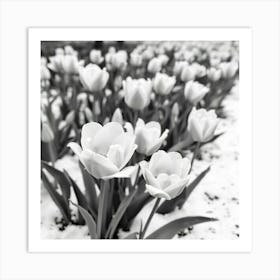 Tulips In The Snow 7 Poster