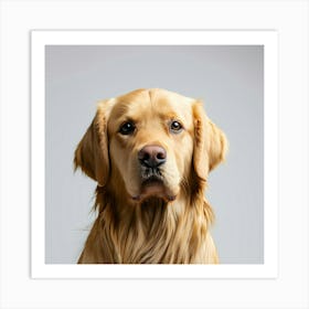 Golden Retriever Portrait Art Print