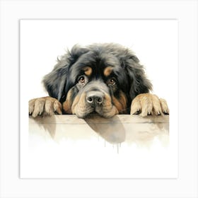 Tibetan Mastiff Dog 3 Art Print