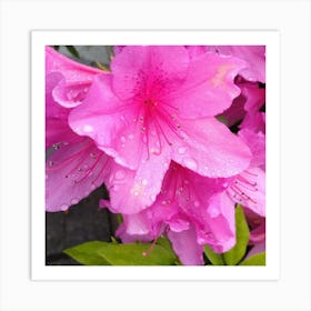 Pink Azaleas 32 Art Print