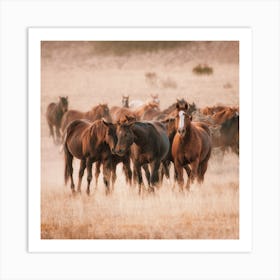 Wild Horse Herd Scenery Art Print