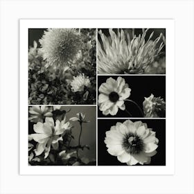 Black And White Flowers Art Print