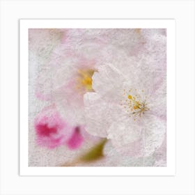 Cherry Blossoms 3 Art Print