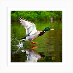 Male Anas Platyrhynchos Mallard Duck In A Vibrant Profile View Wing Extending Mid Flight Over A S (1) Art Print