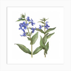 Bluebells 2 Art Print