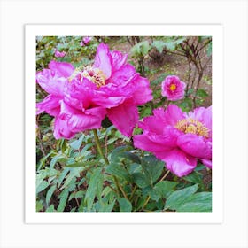 Peonies in Japan 10 Art Print