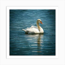 Swan photo 13 Art Print