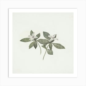 Two Jasmine Flowers Art Print