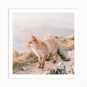 Red Fox Scenery Art Print