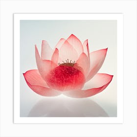 Lotus Flower Art Print