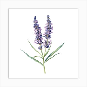 Lavender Flower Watercolor Illustration 2 Art Print