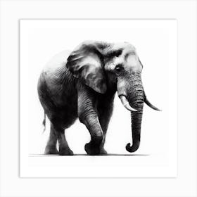 Elephant In Black And White 1 Art Print