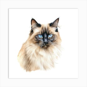 Longhair Siamese Cat Portrait 3 Art Print