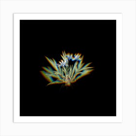 Prism Shift Dwarf Crested Iris Botanical Illustration on Black n.0325 Art Print