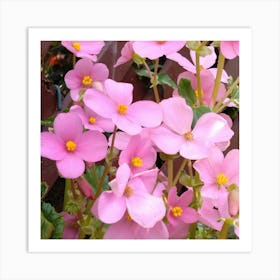 Pink Narcissus Art Print