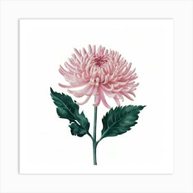 Pink Chrysanthemum Art Print