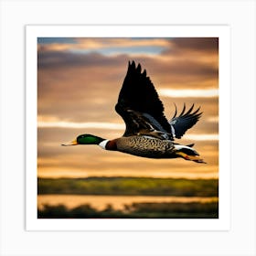 Mallard Duck In Flight Art Print