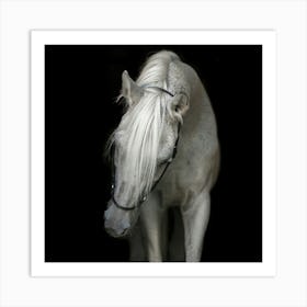 White Horse Art Print